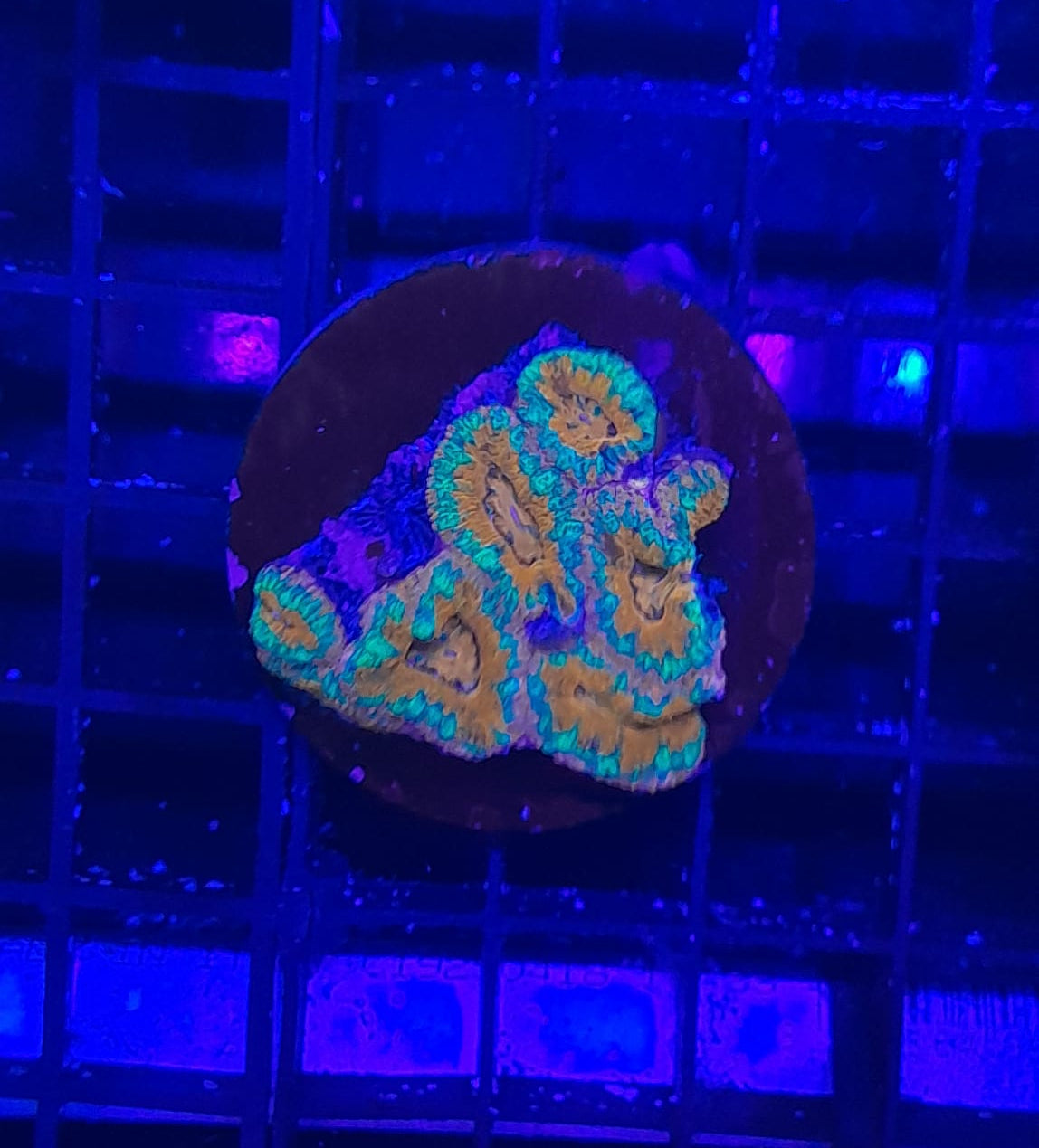 ACANTHASTREA LORDHOWENSIS SP