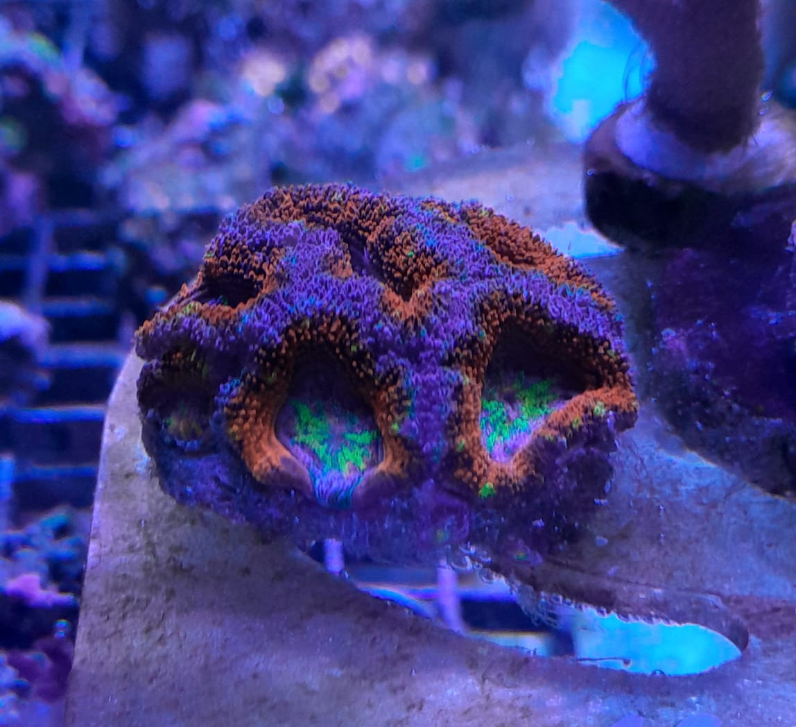 ACANTHASTREA LORDHOWENSIS RED