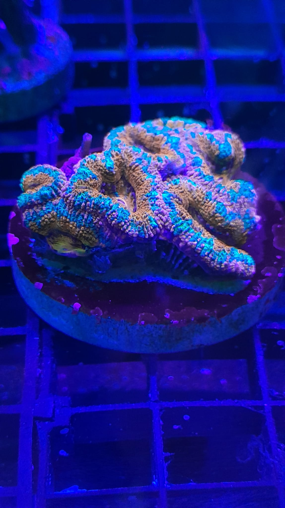 ACANTHASTREA LORDHOWENSIS SP