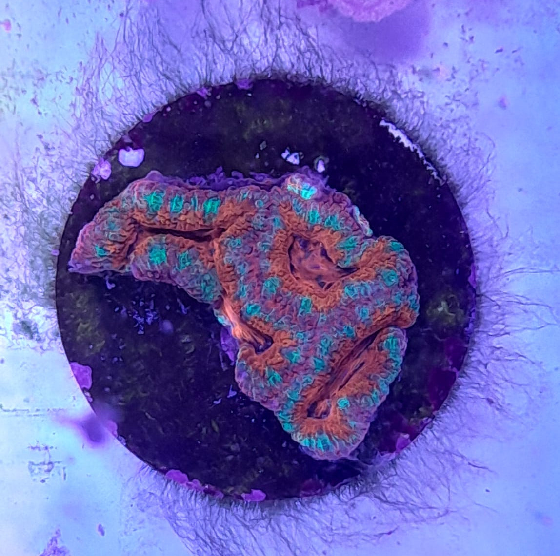 ACANTHASTREA LORDHOWENSIS PREMIUM