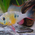 PAPILIOCHROMIS ALTOSPINOSA
