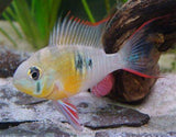 PAPILIOCHROMIS ALTOSPINOSA