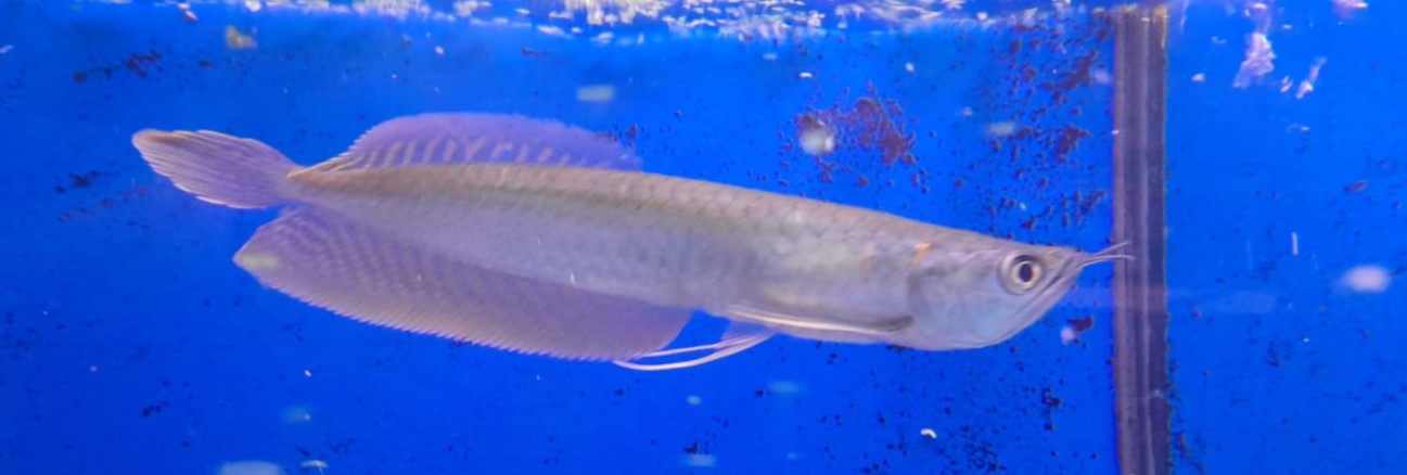 OSTEOGLOSSUM BICIRRHOSUM SILVER AROWANA