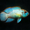 ANDINACARA PULCHER BLU