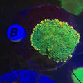 RHODACTIS DISCOSOMA MULTICOLOR  PREZZO PER FUNGO SMALL