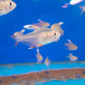 HYPHESSOBRYCON BENTOSI WHITE FINN