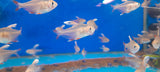 HYPHESSOBRYCON BENTOSI WHITE FINN