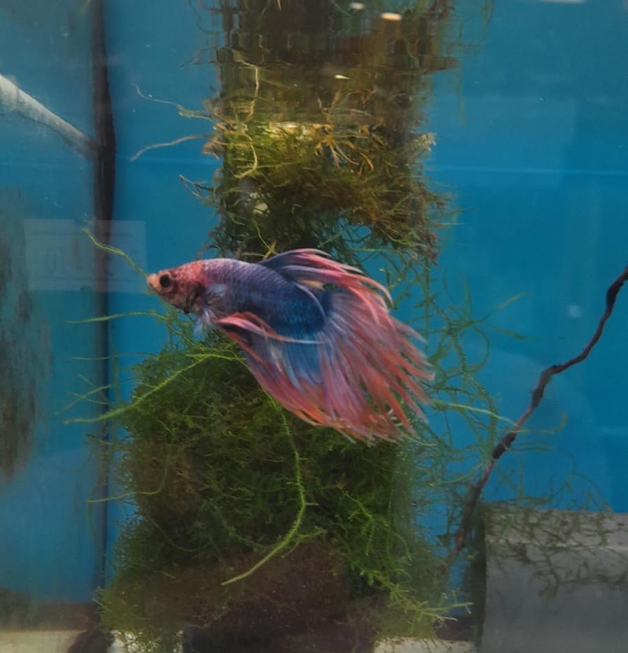 BETTA CROWN TAIL #7