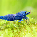 CARIDINA DEEP BLU BOLT