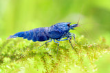 CARIDINA DEEP BLU BOLT