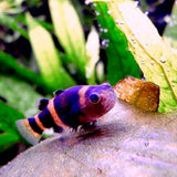 BRACHYGOBIUS DORIAE
