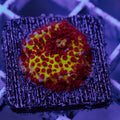 STYLOCHONELLA BURNING BANANA FRAG