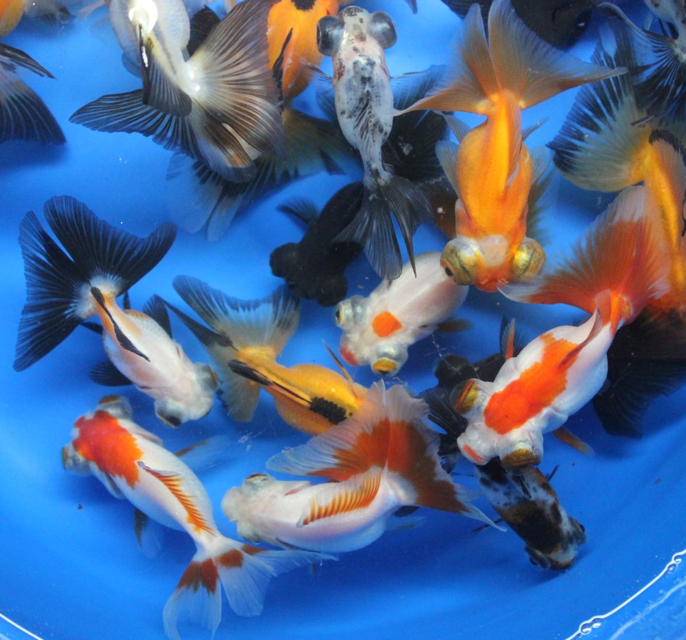 ORANDA BUTTERFLY 4-5CM