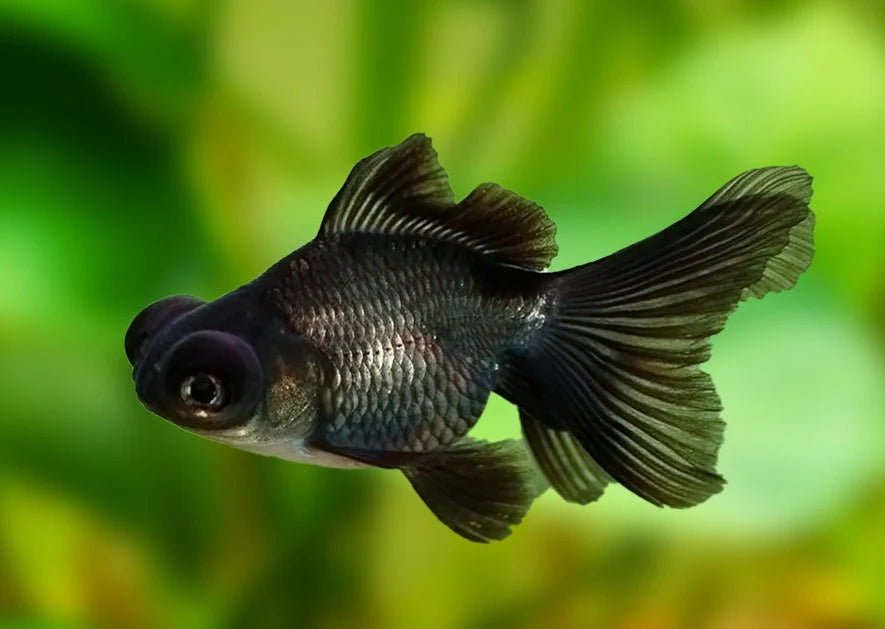 ORANDA BLACK MOORE 4-6CM