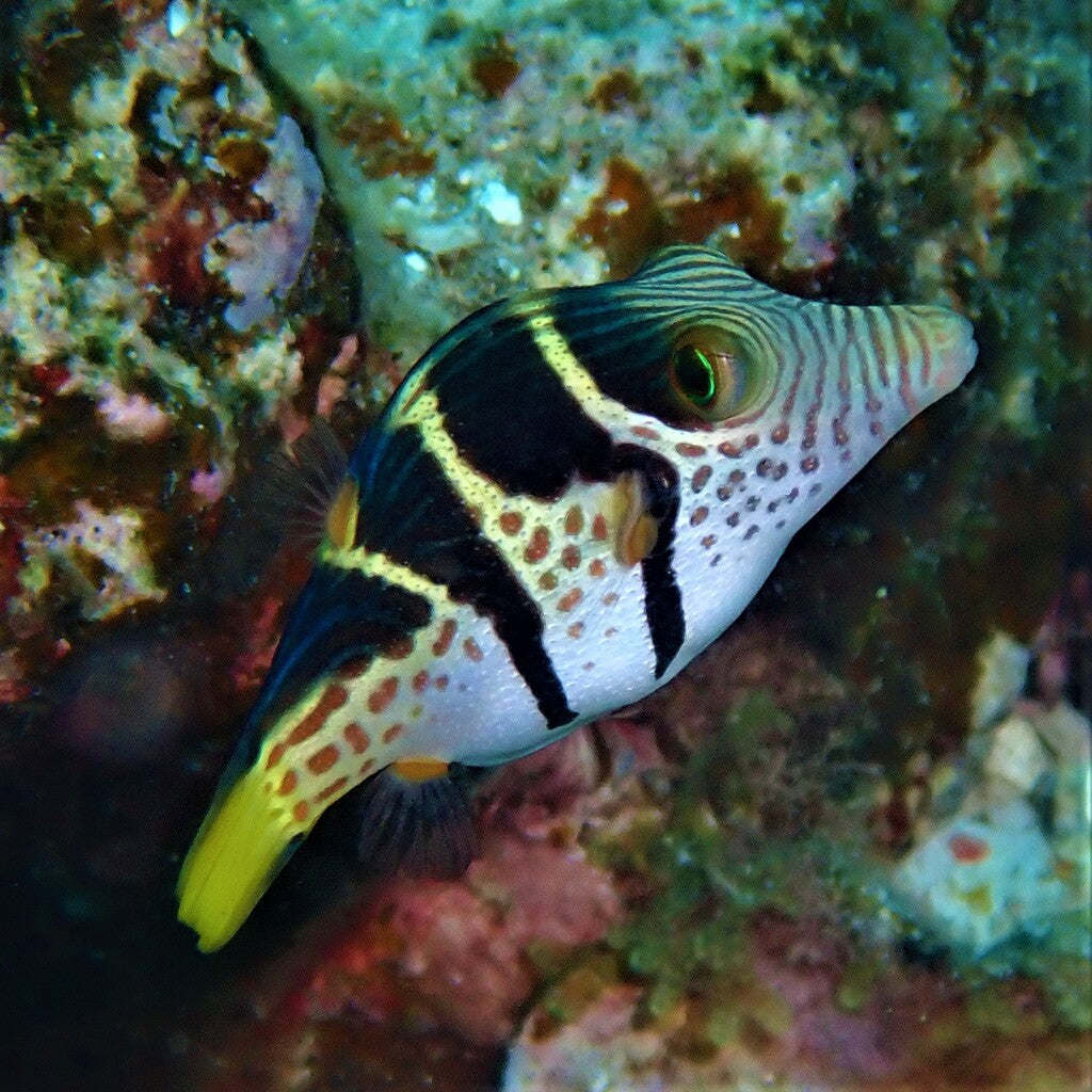 CANTHIGASTER VALENTINI