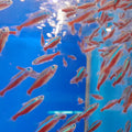 PARACHEIRODON AXELRODY