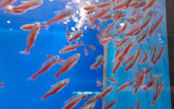 PARACHEIRODON AXELRODY