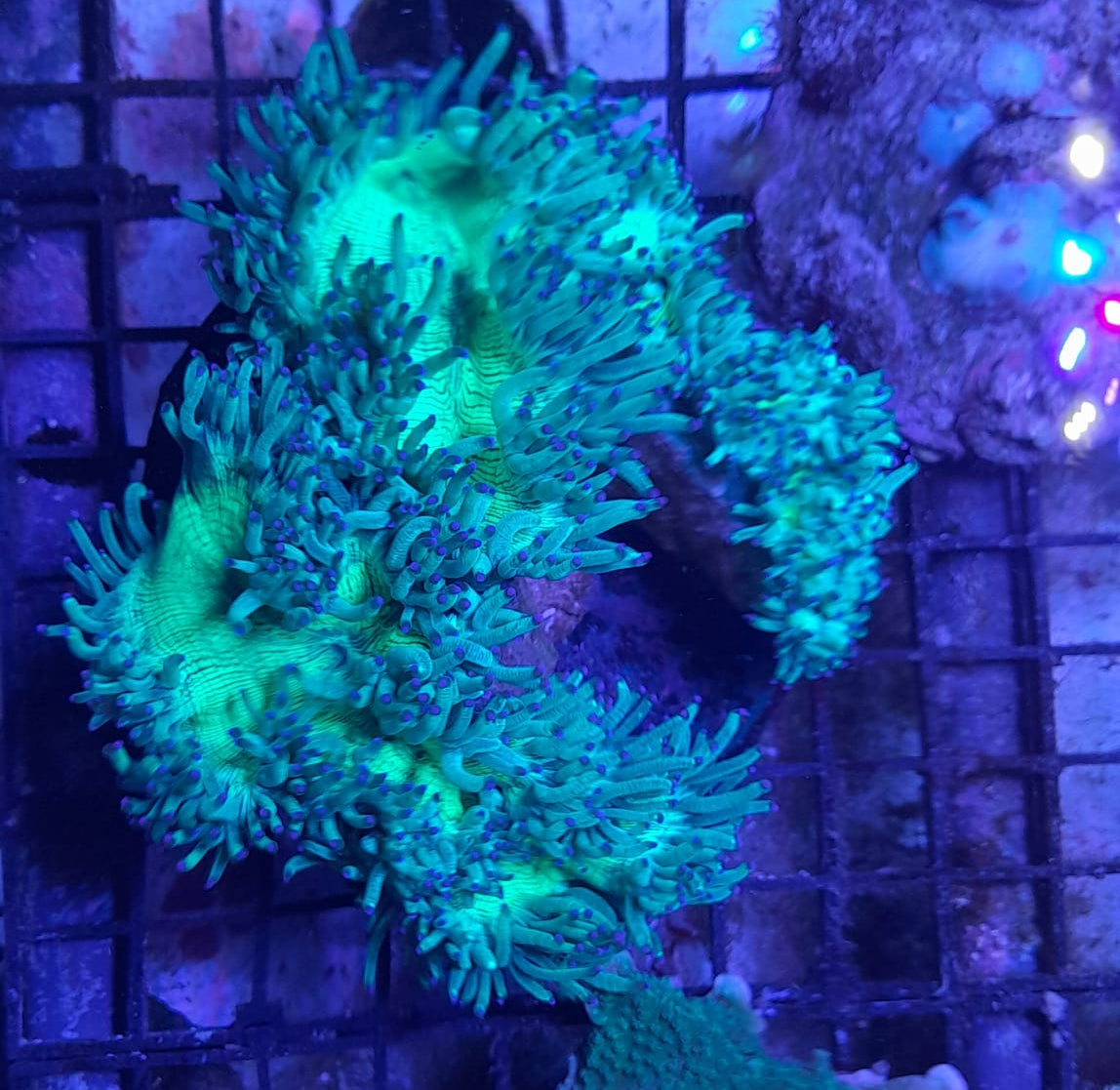 CATALAPHYLLIA JARDINEI