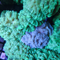 CAULASTREA