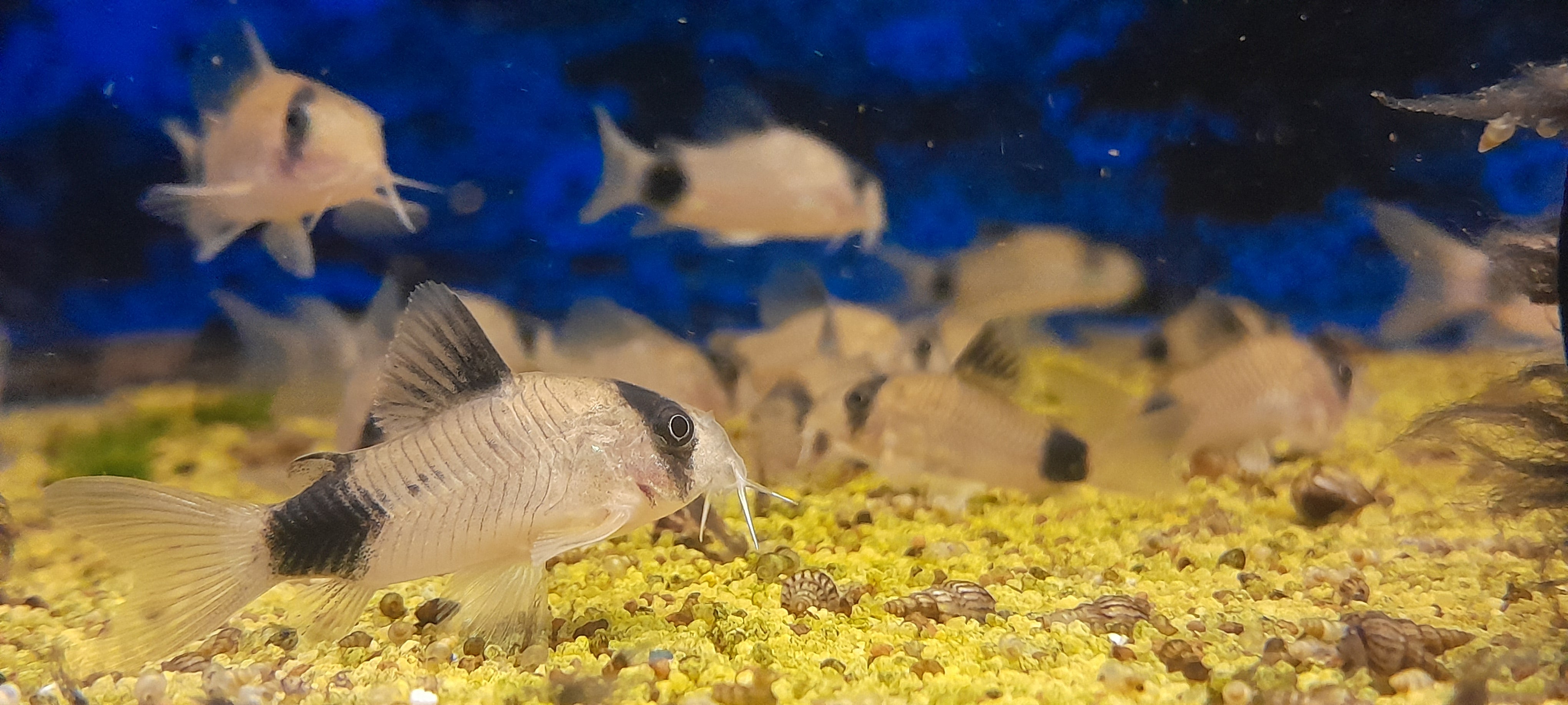 CORYDORAS SP.