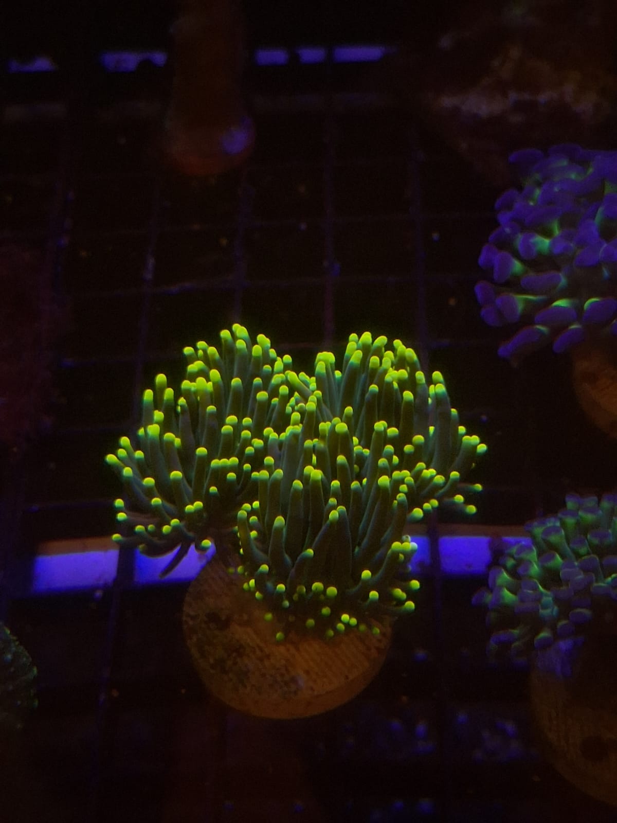 EUPHYLLIA CRISTATA WYSIWYG