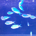 CHROMIS VIRIDIS