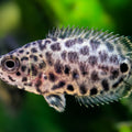 CTENOPOMA ACUTIROSTRE