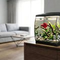 AQPet - CurVe – Acquario Panoramico in Vetro da Scrivania 35L