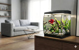 AQPet - CurVe – Acquario Panoramico in Vetro da Scrivania 35L