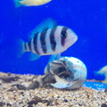 CYPHOTILAPIA FRONTOSA small