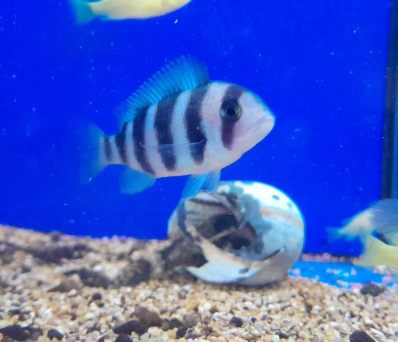 CYPHOTILAPIA FRONTOSA small