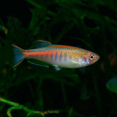 DANIO CHOPRAE