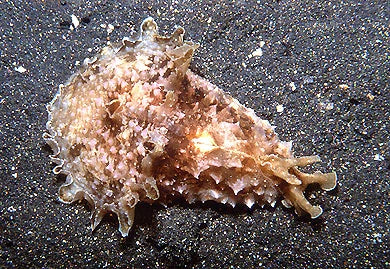 DOLABELLA WEDGE SEA HARE