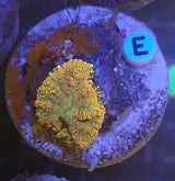 RHODACTIS DISCOSOMA MULTICOLOR  PREZZO PER FUNGO SMALL