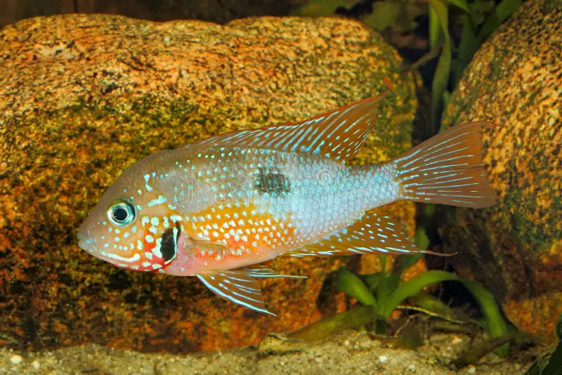 THORICHTHYS ELLIOTI