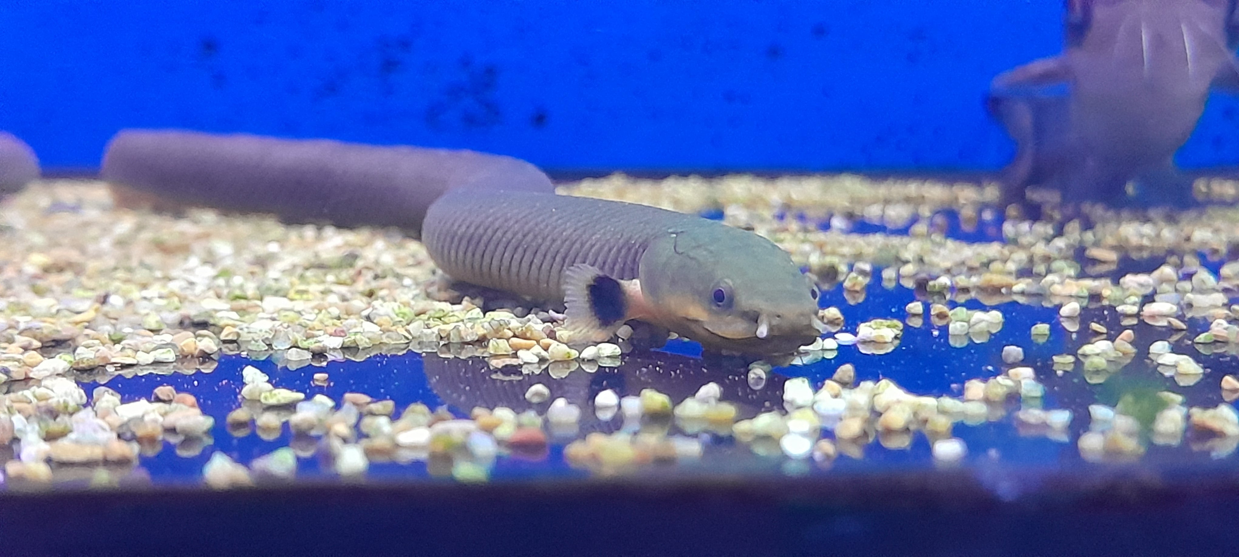 ERPETOICHTHYS CALABARICUS