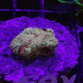 FAVIA SPP. RED