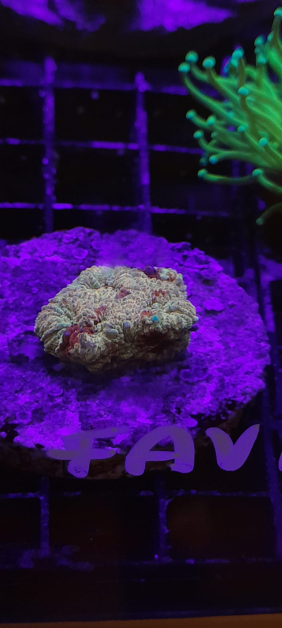 FAVIA SPP. RED