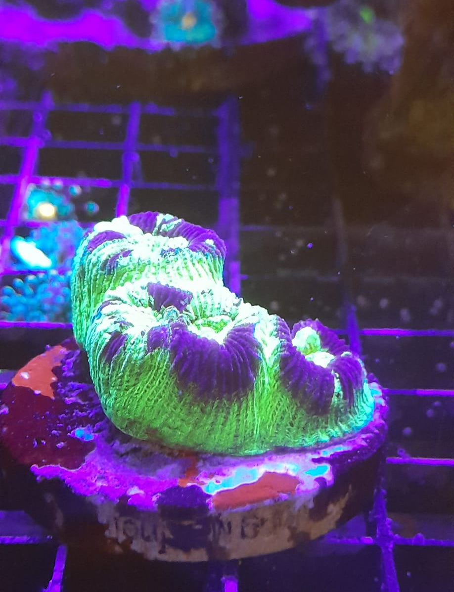 FAVITES SPP. ULTRA FRAG