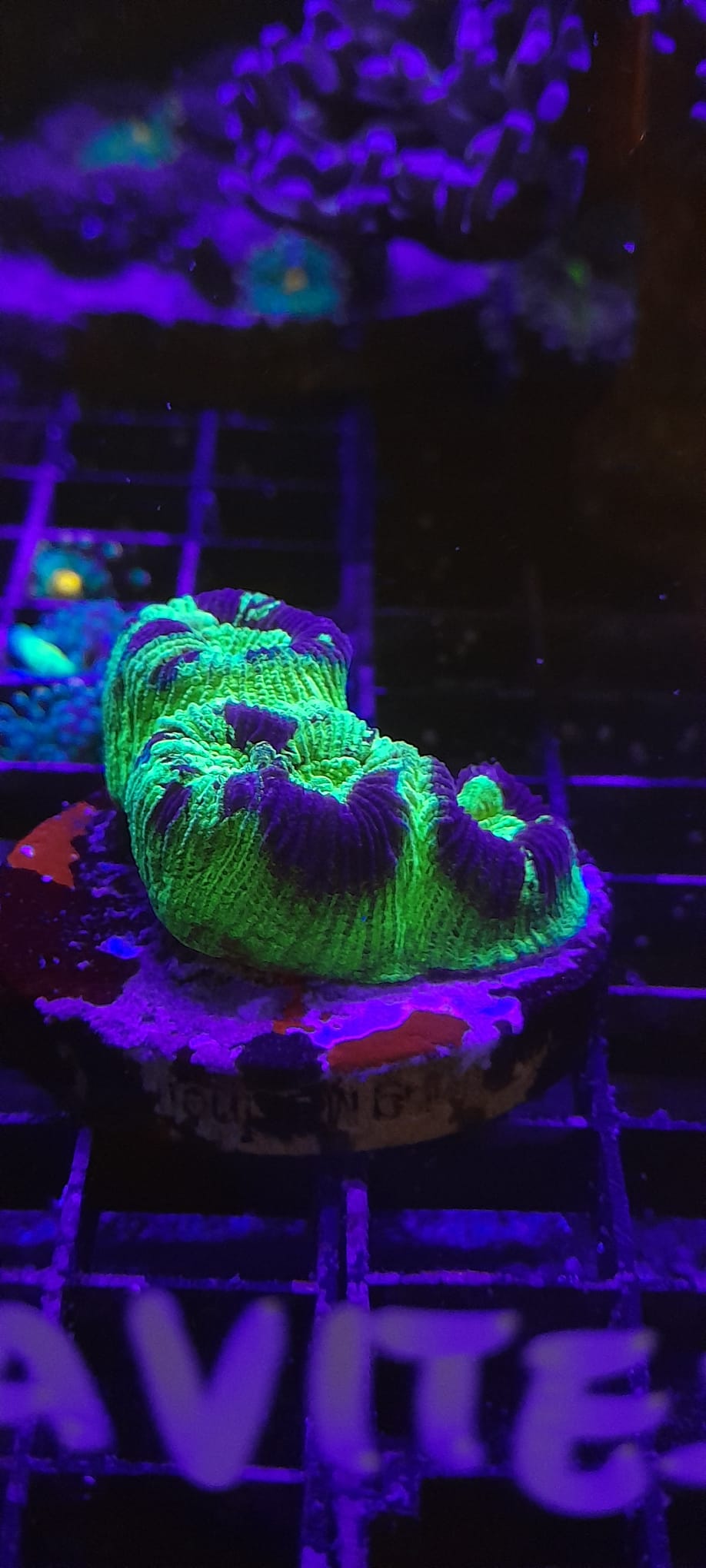 FAVITES SPP. ULTRA FRAG