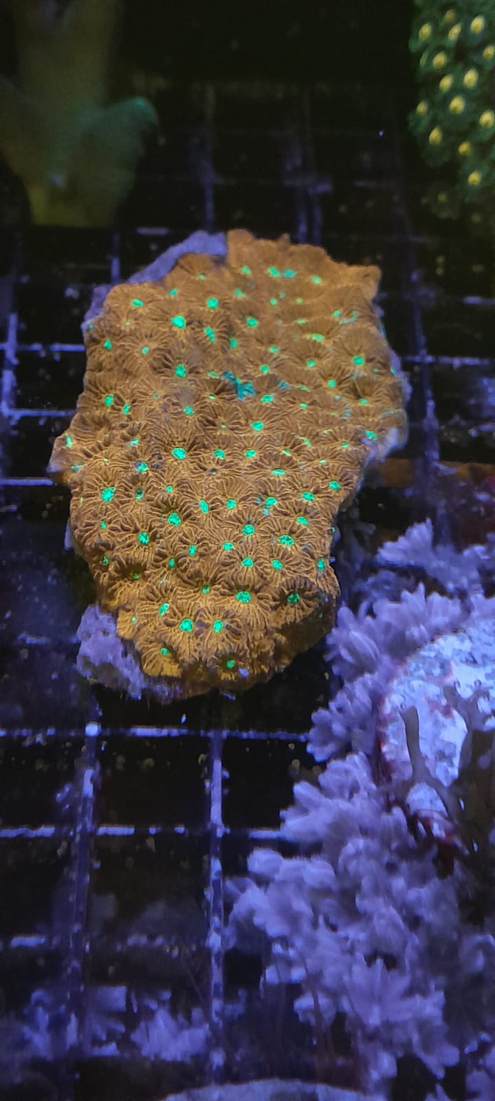 FAVITES PENTAGONA RED