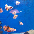 BETTA FEMMINE KOY