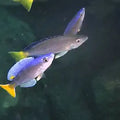 CYPRICHROMIS LEPTOSOMA UTINTA FLUORESCENTE 5-7