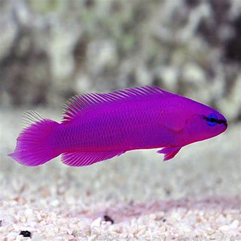 PSEUDOCHROMIS FRIEDMANI