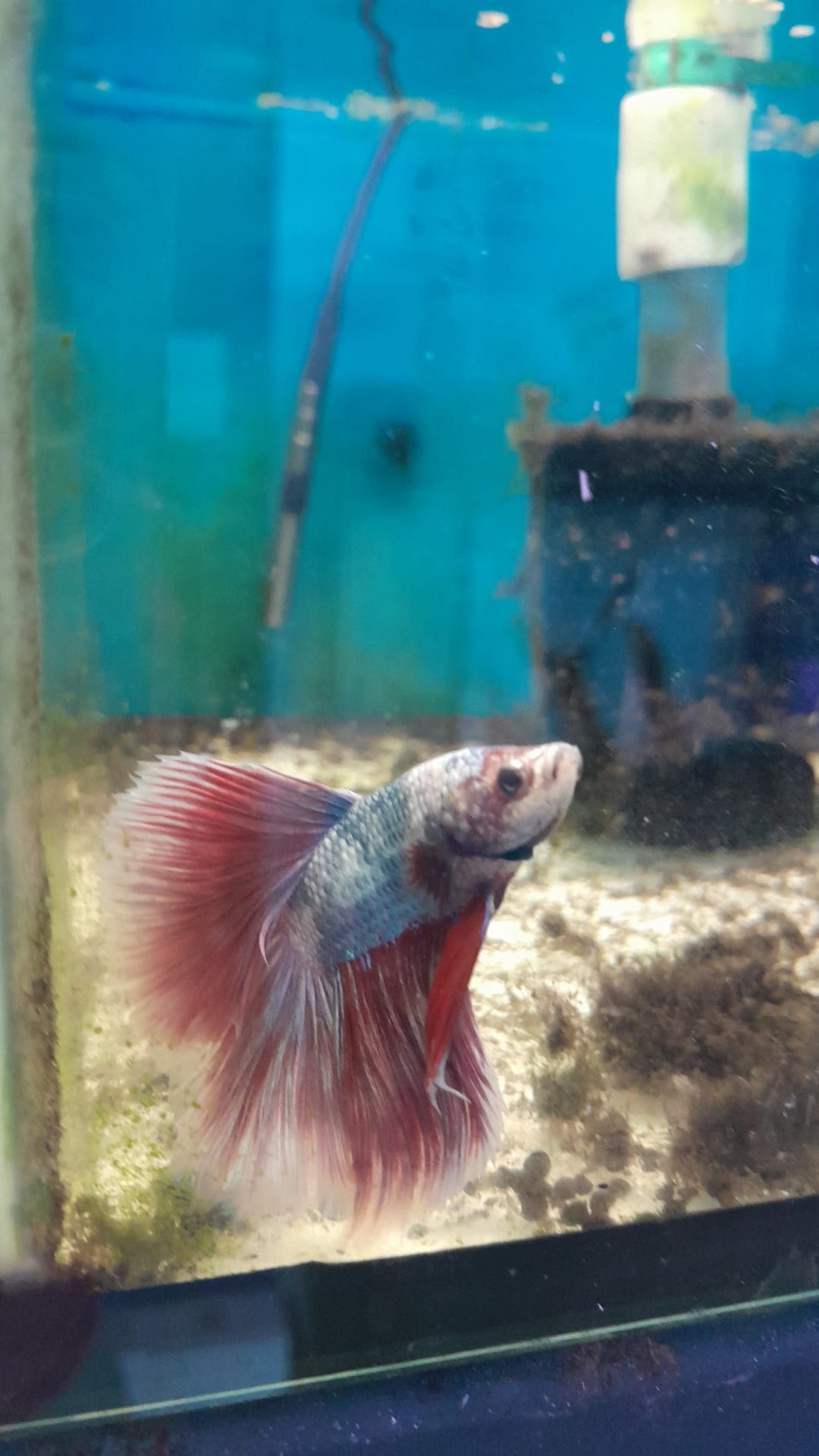 12- BETTA FULL MOON