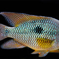GEOPHAGUS BRASILIENSIS RED 5-6CM