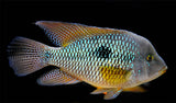 GEOPHAGUS BRASILIENSIS RED 5-6CM