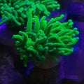 EUPHYLLIA GLABRESCENS GREEN ULTRA WYSIWYG