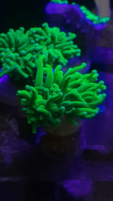 EUPHYLLIA GLABRESCENS GREEN ULTRA WYSIWYG