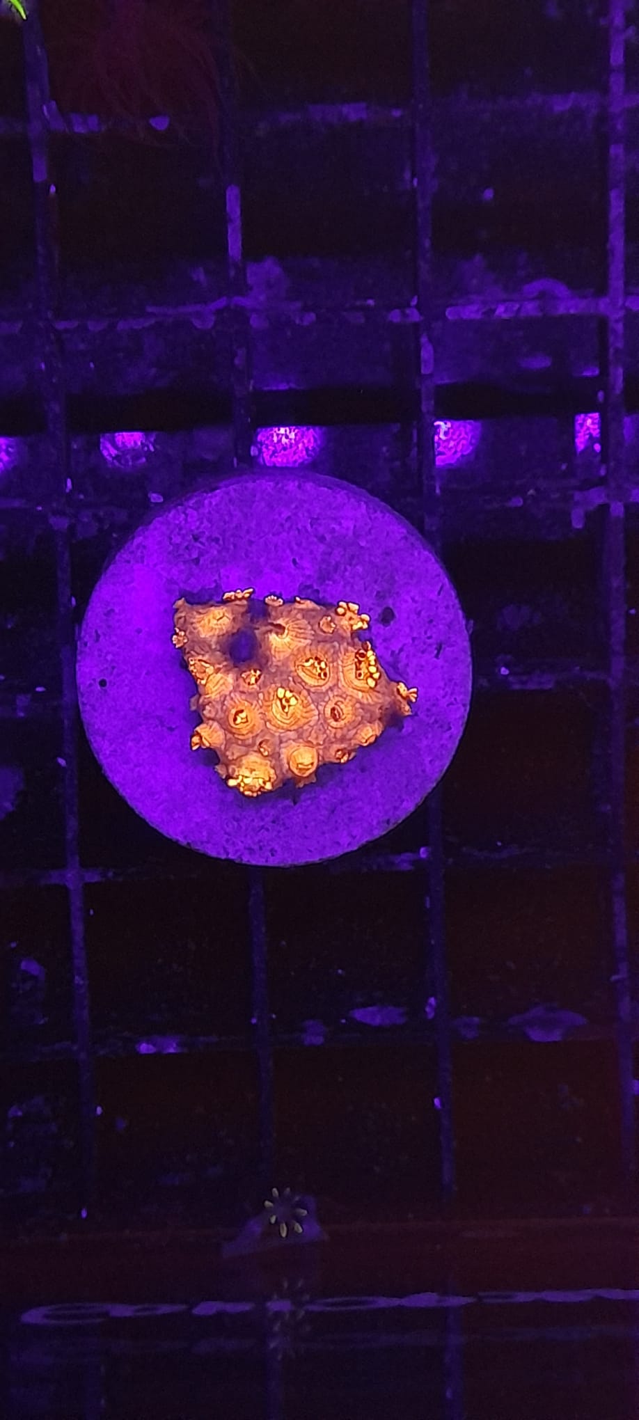 GONIOPORA SPP. RED ULTRA